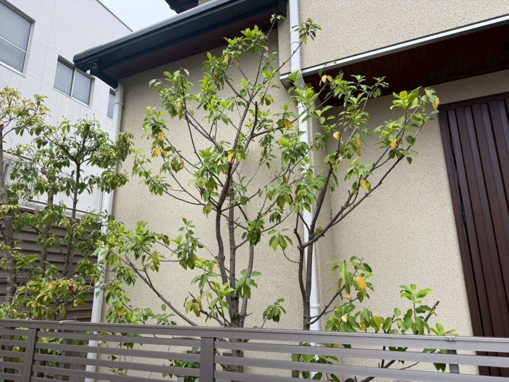 埼玉県川口市 ソヨゴの剪定 作業後
