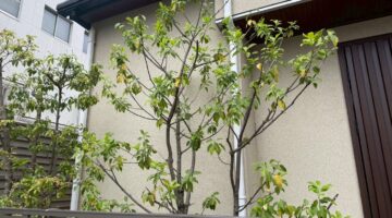 埼玉県川口市 ソヨゴの剪定 作業後