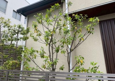 埼玉県川口市 ソヨゴの剪定 作業後