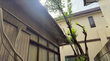 埼玉県川口市 桜の伐採 作業前