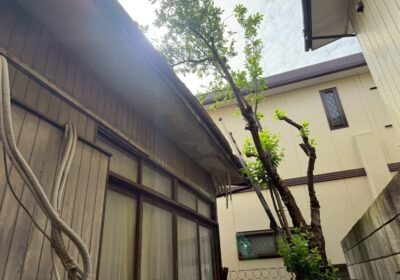 埼玉県川口市 桜の伐採 作業前