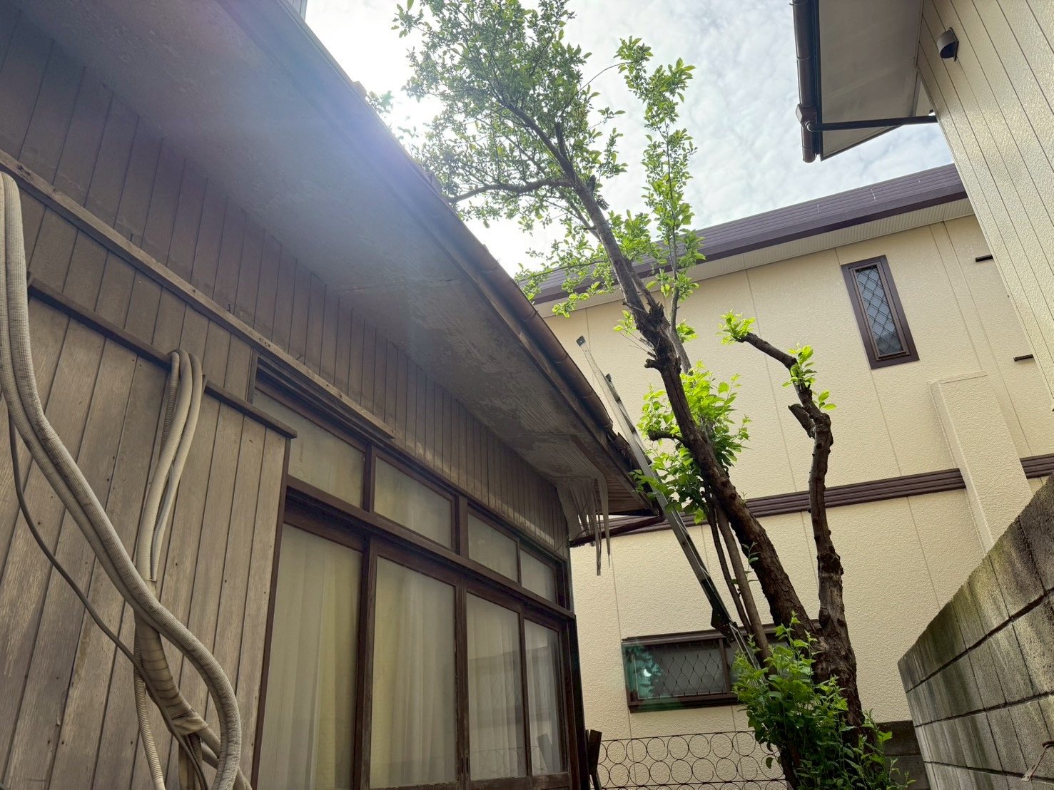 埼玉県川口市 桜の伐採 - 作業前