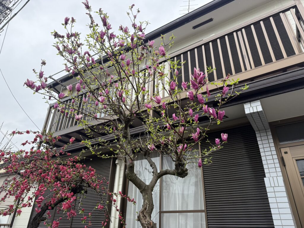 川口市木蓮の木の剪定