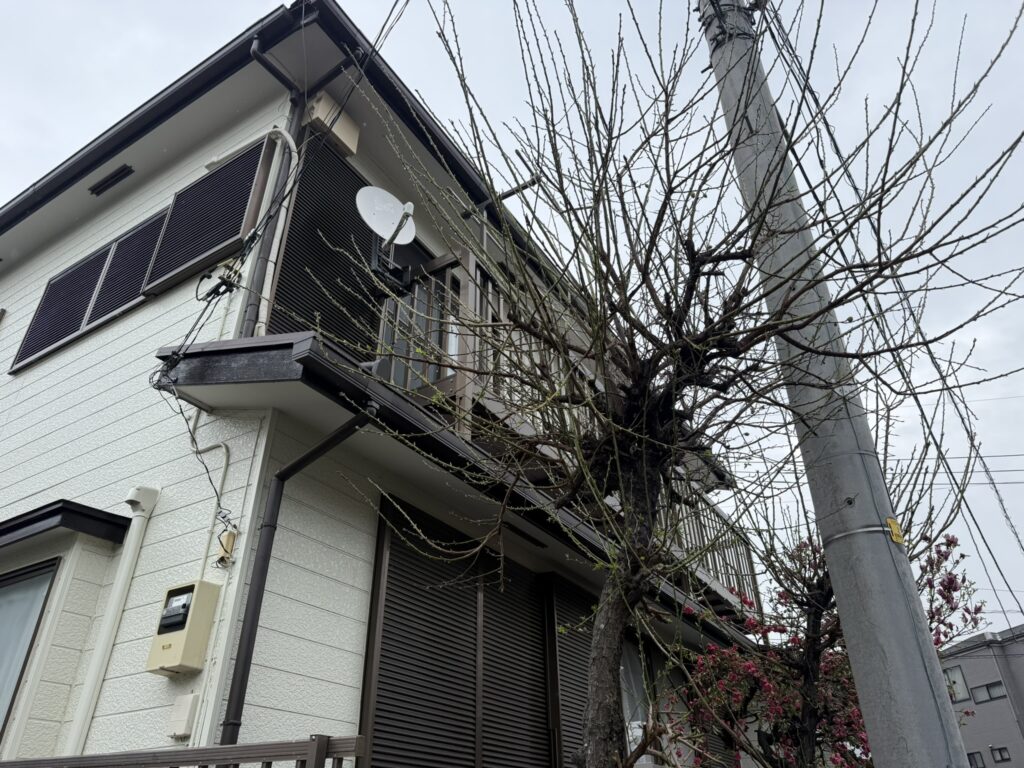 川口市　梅の木の剪定