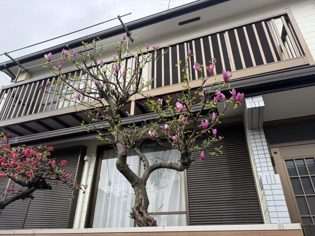 川口市　木蓮の剪定