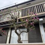 川口市　木蓮の剪定