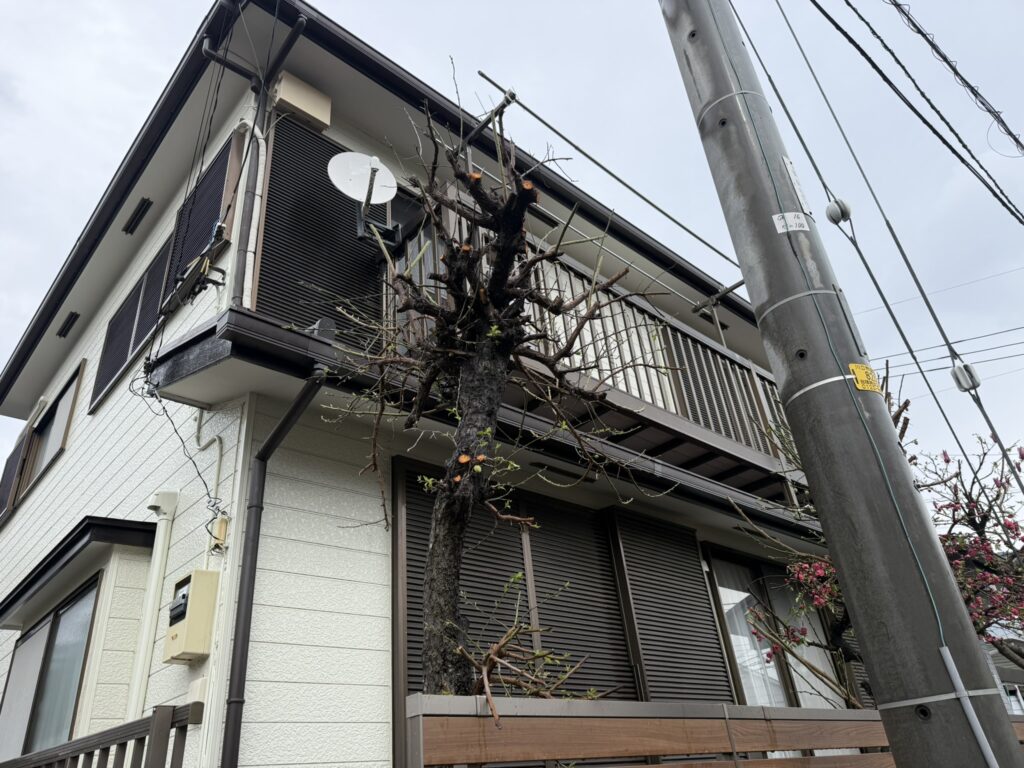 川口市　梅の木剪定