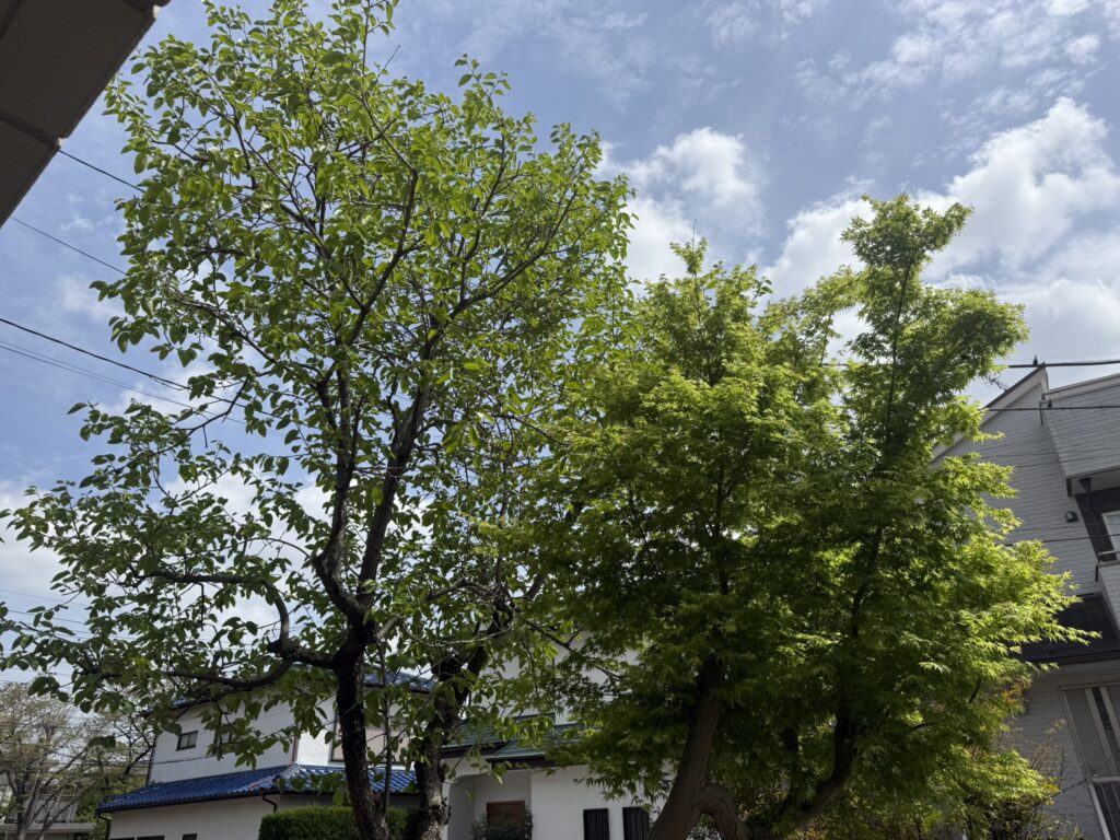 川口市　柿の木と紅葉の剪定