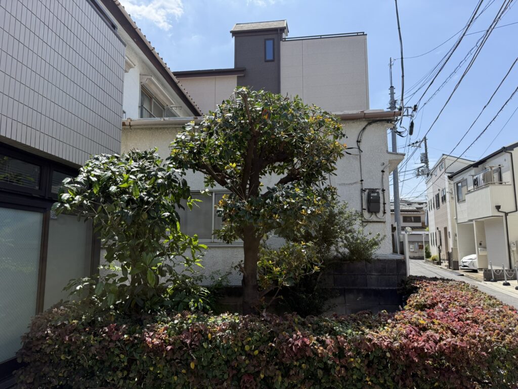 荒川区　キンモクセイ・モッコク剪定