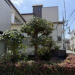 荒川区　キンモクセイ・モッコク剪定