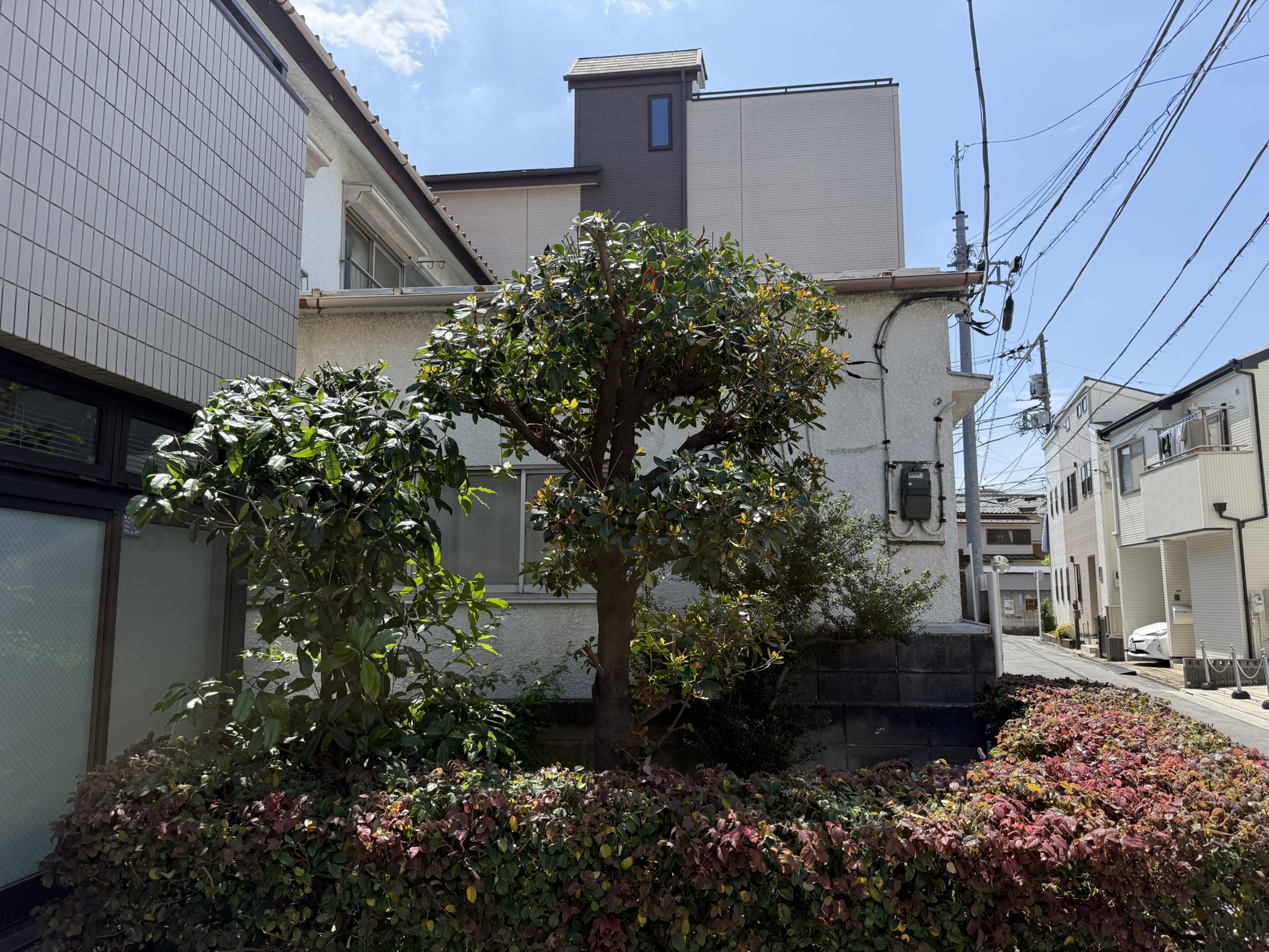 荒川区　キンモクセイ・モッコク剪定