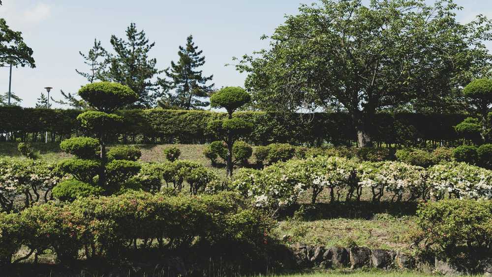 足立区 庭木剪定 4月
