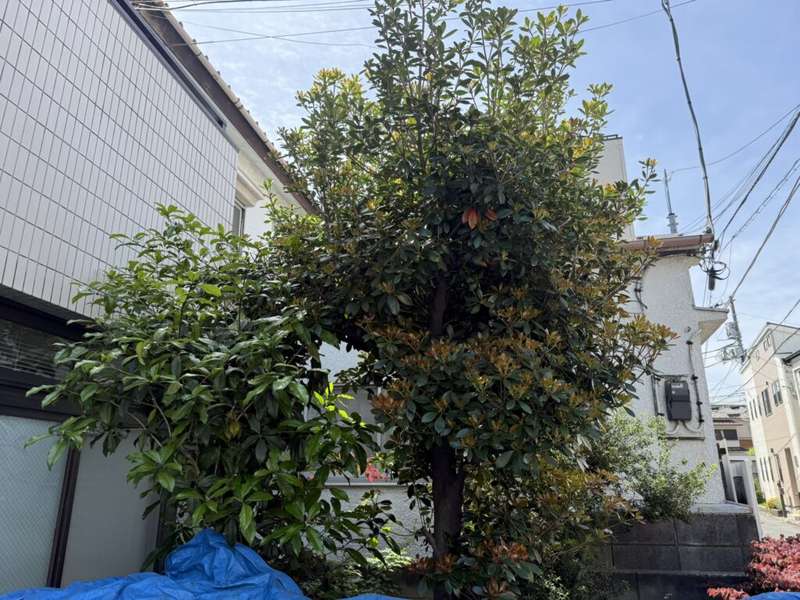 キンモクセイ 剪定前