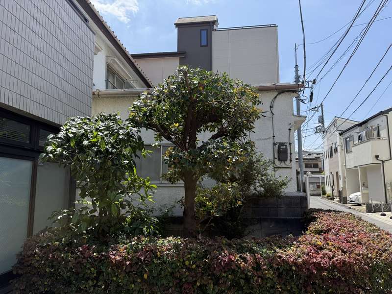 キンモクセイ 剪定後