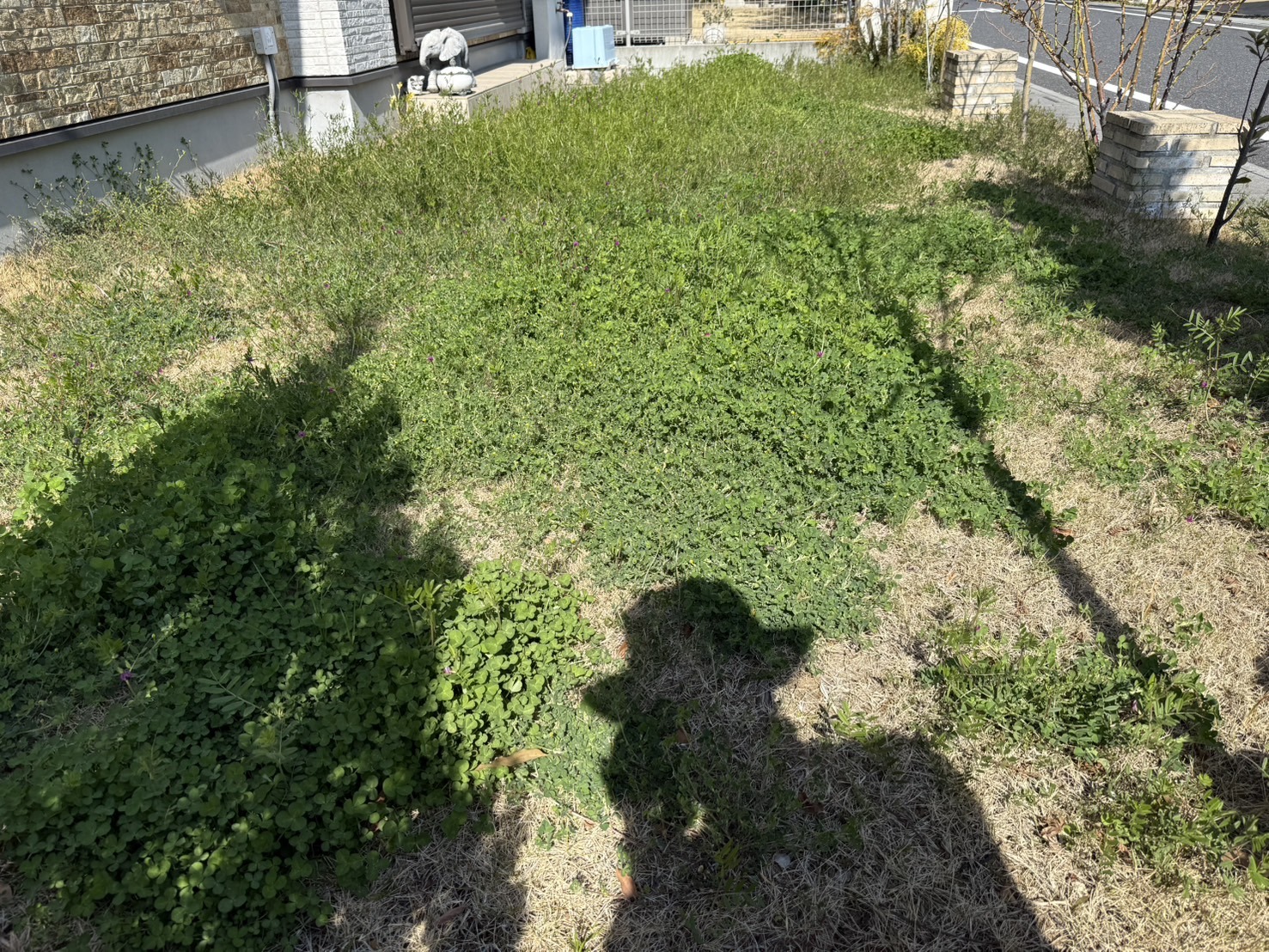 草刈りビフォー