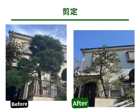 川口市松の木の剪定