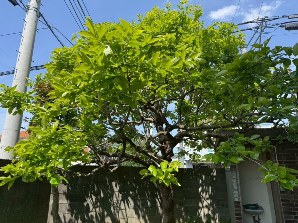 埼玉県川口市 柿の木の剪定 作業前