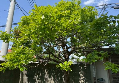 埼玉県川口市 柿の木の剪定 作業前