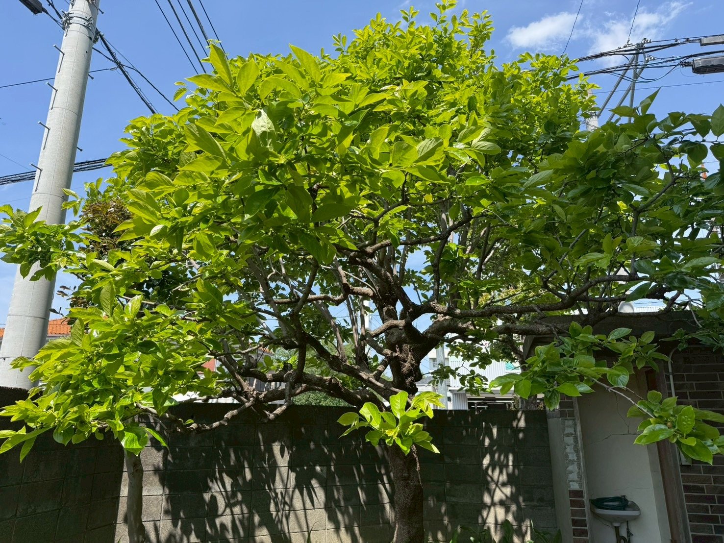 埼玉県川口市 柿の木の剪定 - 作業前