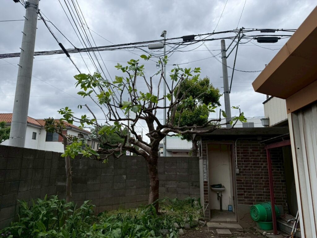埼玉県川口市 柿の木の剪定 作業後