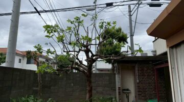 埼玉県川口市 柿の木の剪定 作業後