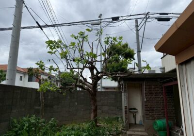 埼玉県川口市 柿の木の剪定 作業後