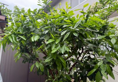 埼玉県川口市 みかんの木の剪定 作業前