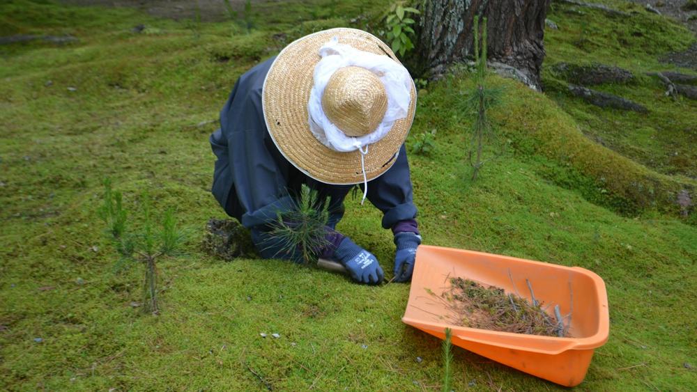 川口市 害虫消毒 業者