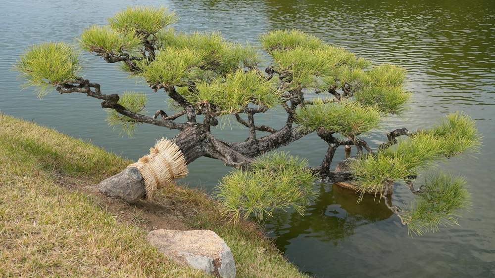 川口市 害虫消毒 業者