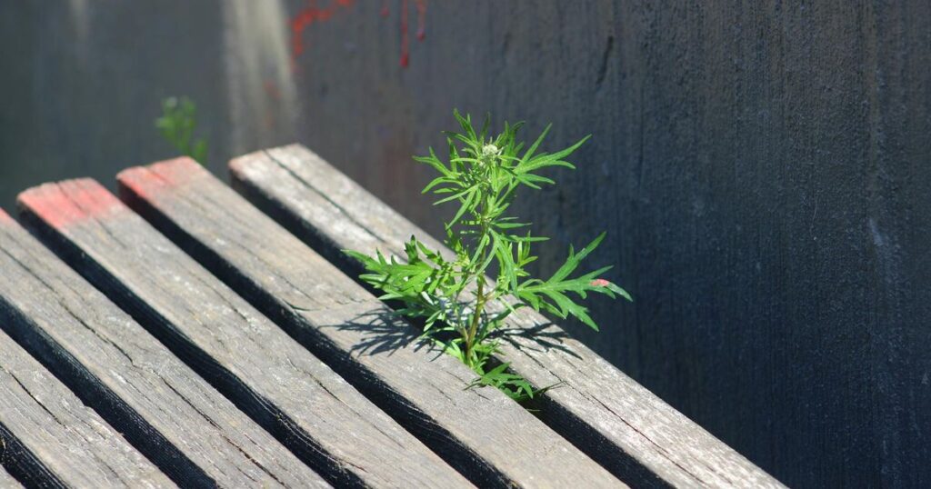 さいたま市 雑草対策 費用