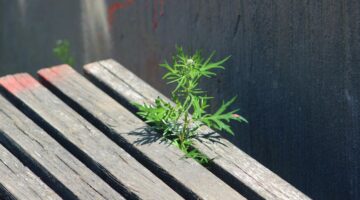 さいたま市 雑草対策 費用