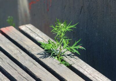 さいたま市 雑草対策 費用