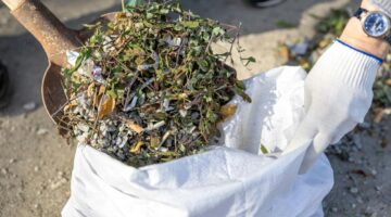 板橋区 雑草対策 業者