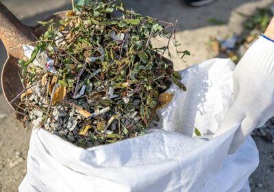 板橋区 雑草対策 業者