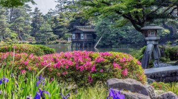 北区 ツツジ サツキ 剪定