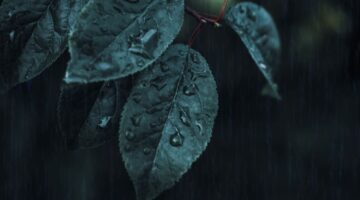 戸田市 剪定 梅雨前