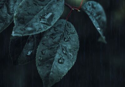 戸田市 剪定 梅雨前