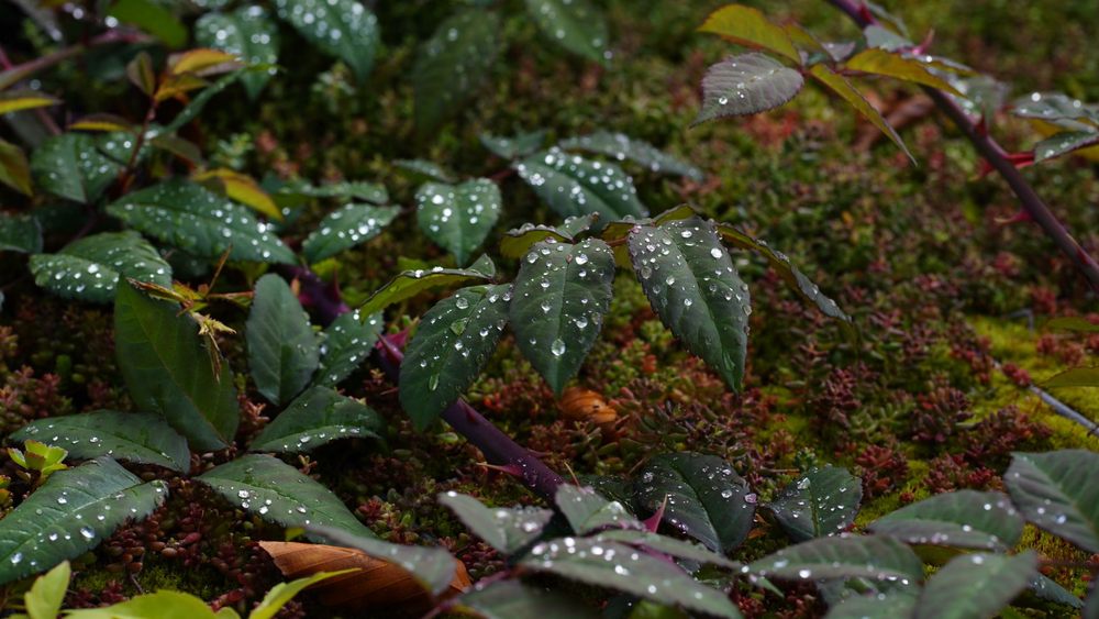 戸田市 剪定 梅雨前