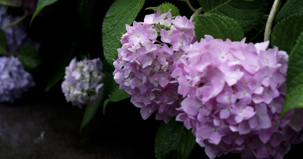 さいたま市 庭木 剪定 梅雨