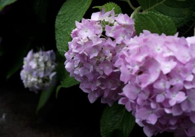 さいたま市 庭木 剪定 梅雨