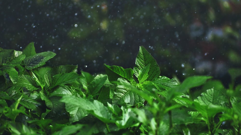 川口市 庭木 剪定 梅雨前