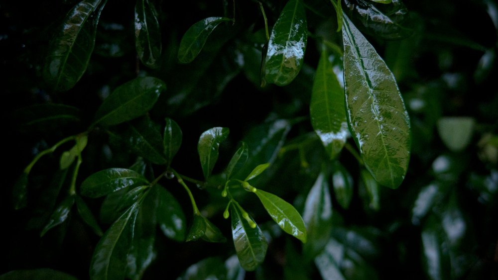 川口市 庭木 剪定 梅雨前