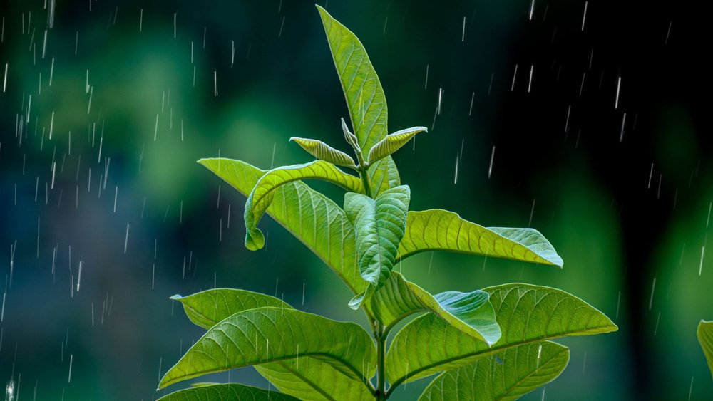 川口市 庭木 剪定 梅雨前