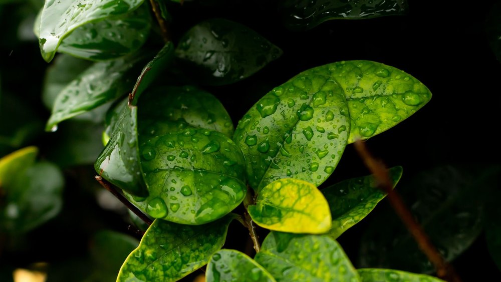 足立区 庭木 剪定 梅雨