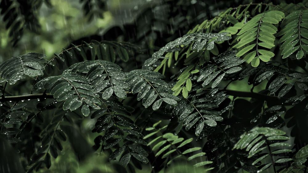 足立区 庭木 剪定 梅雨