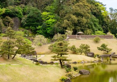 板橋区 剪定 梅雨前