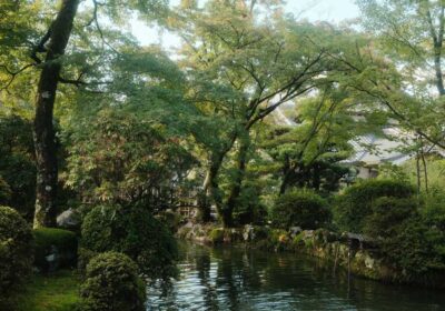 北区 庭木 剪定 業者