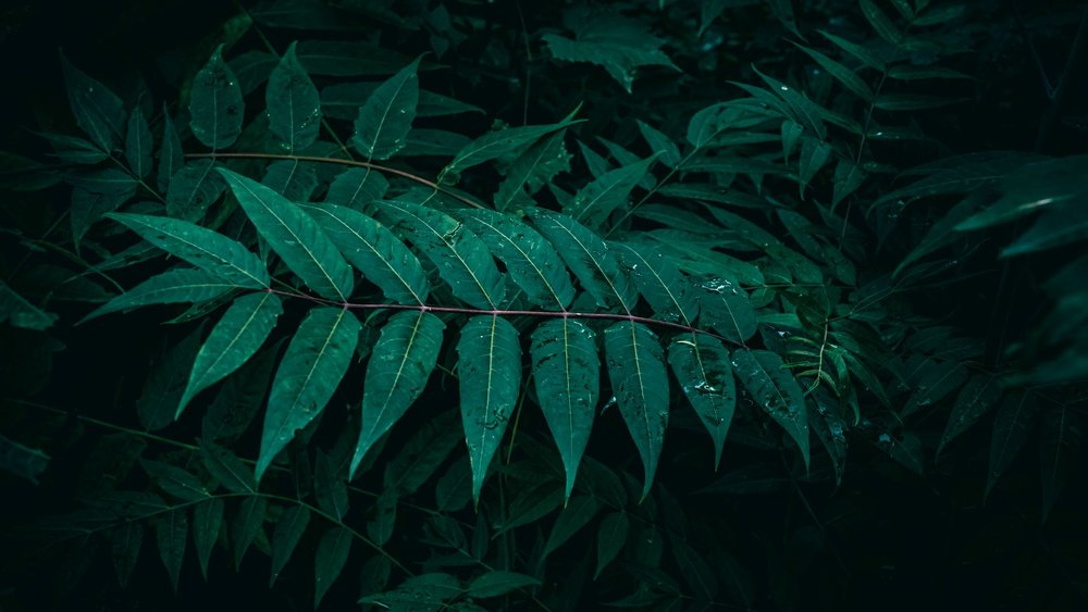 北区 庭木 剪定 梅雨前