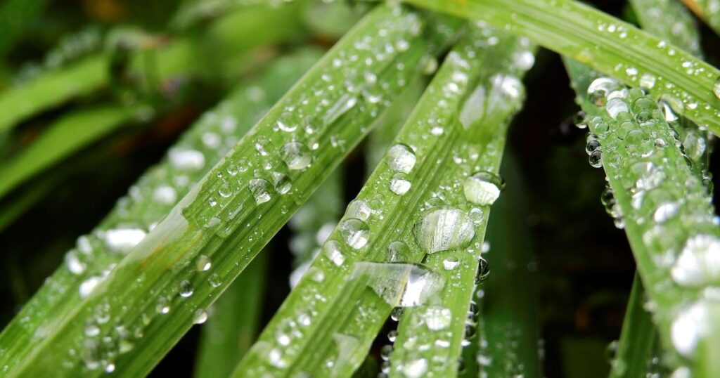 北区 梅雨前 剪定