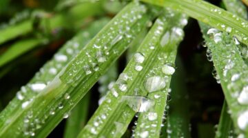 北区 梅雨前 剪定